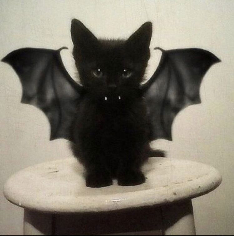 Bat Kitty